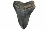 Serrated, Fossil Megalodon Tooth - South Carolina #181125-1